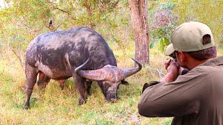 Critical moments Unenviable positions of the hunter in the face of the African buffalo
