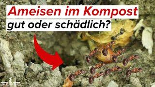 Ameisen im Komposter - hilfreich oder schädlich?