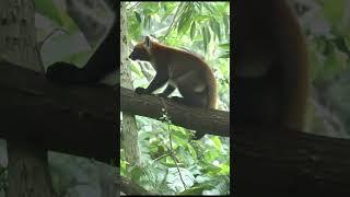 Unveiling the Secret Life of the Fossa: Madagascar's Top Predator in Search of Lemurs