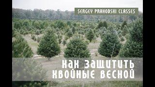 Как защитить хвойные весной