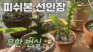 독특한 지그재그 생선뼈 선인장, 피쉬본의 매력에 빠져보세요! fishbonecactus