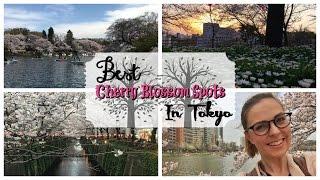 The Best Places to See Cherry Blossoms in Tokyo || TRAVEL || Emily In Tokyo ︎