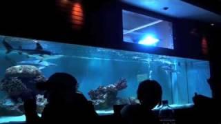 Shark Feeding at Sofa Lounge Abdoun, Jordan