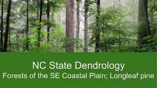 Forests of the SE Coastal Plain - Loblolly, Slash, and Longleaf Pine