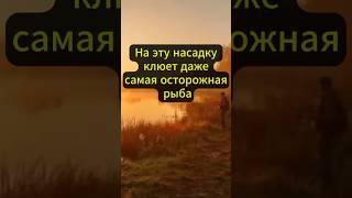 НА ЭТУ НАСАДКУ КЛЮЕТ ДАЖЕ САМАЯ ОСТОРОЖНАЯ РЫБА #рыбалка #карась #поплавок #рыболовная