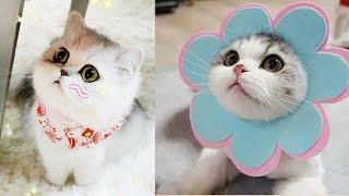 cat videos 2020 | cute baby kittens and puppies  Videos Compilation #02