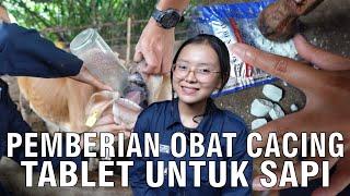 Cara Memberikan Obat Cacing Sapi Mudah & Praktis