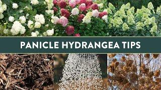 5 Insightful Tips for Growing Panicle Hydrangeas in the South