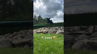  Lucky   #shorts #short #shortvideo #shortsvideo #video #youtubeshorts #youtube #lucky #pudel