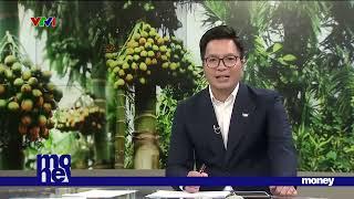 Thu tiền tỷ từ nghề trồng cau  | VTVMoney