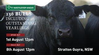 Wattletop Angus Bull Sale Preview 2018