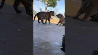 Big cat Big fight 