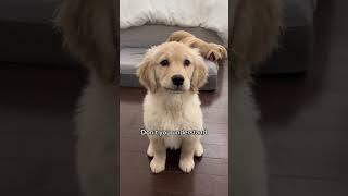 You’re NOT my mother! ️ #puppy #goldenretriever #puppies #dog #dogs