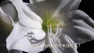 锐眼看世界－－像极了百合的白花朱顶红，如何区分？