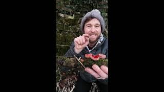 Scarlet elf cup fungi with TheFUNgiguy