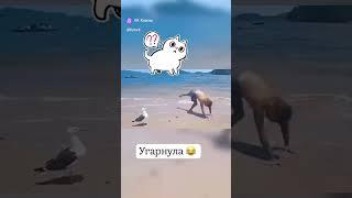Угарнула!#юмористическийконтент  #смехотерапия  #вдохновение
