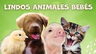 Animales bebés mas lindos para niños | Sonidos de animales para niños | Los animales y sonidos