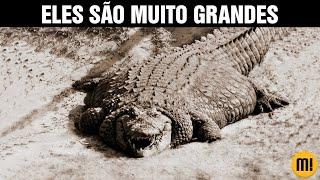 Os maiores CROCODILOS que existiram na terra. É INACREDITÁVEL!