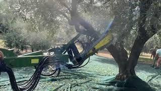 Sicma F3 140 HP......... dancing olives...