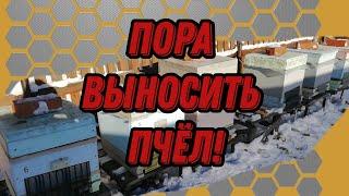 Выставка пчел