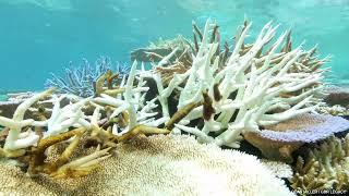 Devastating footage of coral bleaching on Australia's Great Barrier Reef