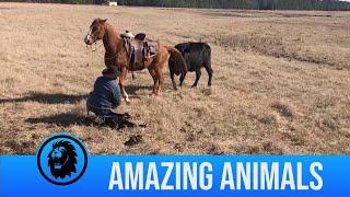 Horse Protects Rancher From Cows As He Tags Calves