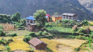 Very Relaxing and Peaceful Nepali Mountain Village Lifestyle || Close to Nature || IamSuman