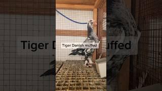 Why Tiger Danish's Pigeon Video Went Viral