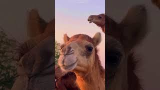 Nomadic Life : A View of Camel Feeding and Caring