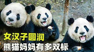 熊猫界女汉子圆润，熊猫妈妈有多双标【船长动物园】