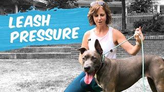 Loose Leash Exercise: Teach Your Dog to Avoid Tension On The Leash