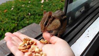 Chipmunk has a sweet reaction after she bites me