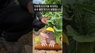 텃밭에서 두더지를 퇴치하는 두가지 쉽고 간단한 방법입니다. 뱀 퇴치에도 효과가 좋습니다 #텃밭 #두더지 퇴치 #뱀 퇴치 #나프탈렌 활용 #두더지퇴치기