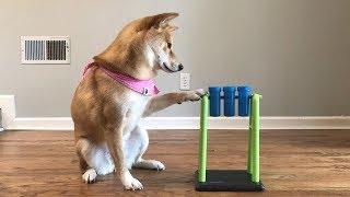 A Very Difficult Dog Intelligence Test.