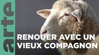 Le mouton | Nos animaux et nous | ARTE Family