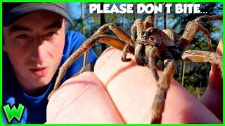 HANDLING the BIGGEST Wolf Spider I've Ever SEEN