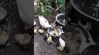 Duck Family with Duckings