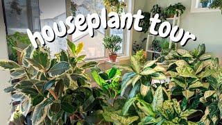 Houseplant Tour | OVER 200 PLANTS IN A SMALL HOUSE