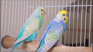 We’re back | Budgie breeding Update