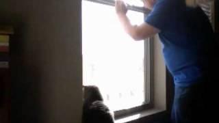 Cats chasing a fly in the window with bonus parrot cat