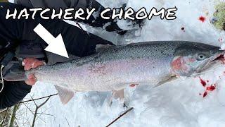 Snow STORM Steelhead Fishing!! | Hatchery CHROME!! | Washington State 2021