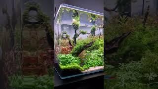 DENNERLE NANO NATURE AQUARIUM!!