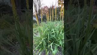 Kniphofia multiflora in 2022