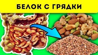 Больше, чем в мясе! Эти 13 продуктов ТАК богаты белком, что если их…