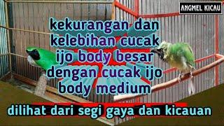 Kekurangan & kelebihan cucak ijo body besar dengan cucak ijo body medium, dilihat dari gaya kicauan