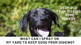 Stop dog from digging home remedy | What Can I Spray on My Yard to Keep Dogs From Digging?