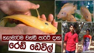 හැමෝටම චන්ඩි පාර්ට් දාන රෙඩ් ඩෙවිල් | Red devil cichlid | #Vlog03 | Thehan Nuvinda