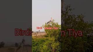 #Odisha#viral #chandabali # Baba #Loknath Travels # Birds National Park Birds Hara Kheda