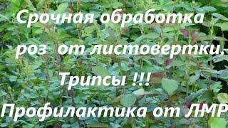 Срочная обработка роз  от листовертки .Трипсы !!! Профилактика от ЛМР!!! ЭТО ВСЁ ОЧЕНЬ ВАЖНО!