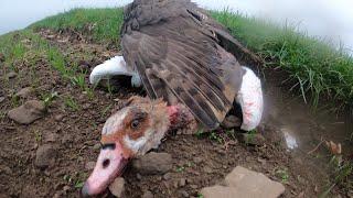 Falconry: Goshawk hunting Egyptian Goose